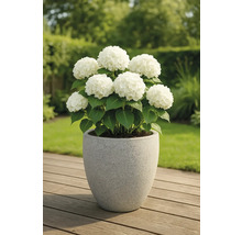 Hortensia med vita blommor i en planteringskärl på en träterrass