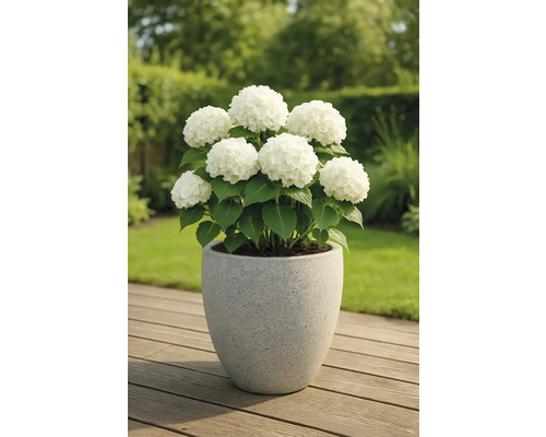 Hortensia med vita blommor i en planteringskärl på en träterrass