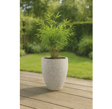 Bambu i planteringskärl för trädgården