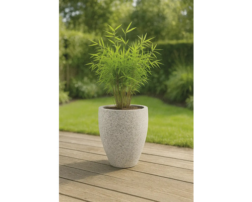 Bambu i planteringskärl för trädgården