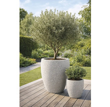 Olivträd i stor planteringslåda och liten krukväxt i trädgården