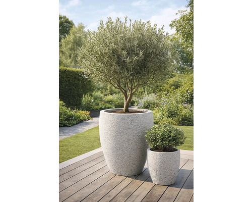 Träd i stor planteringslåda och liten växt i planteringslåda på trädäck