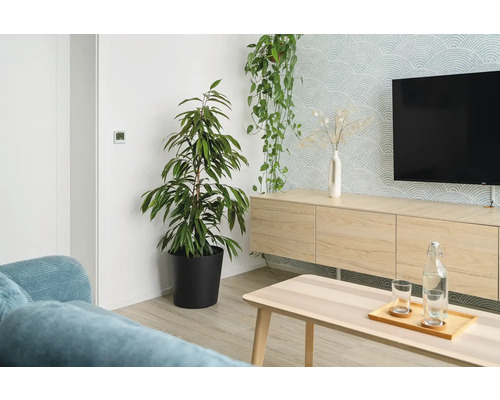 Vardagsrum med krukväxter, TV-möbel och soffbord