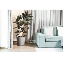 Vardagsrum med gummifikus i kruka och soffa