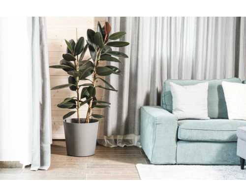 Vardagsrum med gummifikus i kruka och soffa