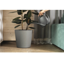 Vattning av en krukväxt med vattenkanna