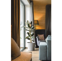 Vardagsrum med gummiväxt i kruka, fåtölj och gardiner