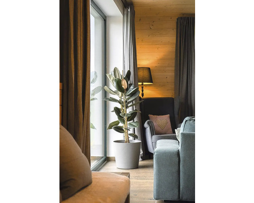 Vardagsrum med gummiväxt i kruka, fåtölj och gardiner