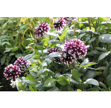 Närbild av en grupp dahlia blommor i en trädgårdsbädd