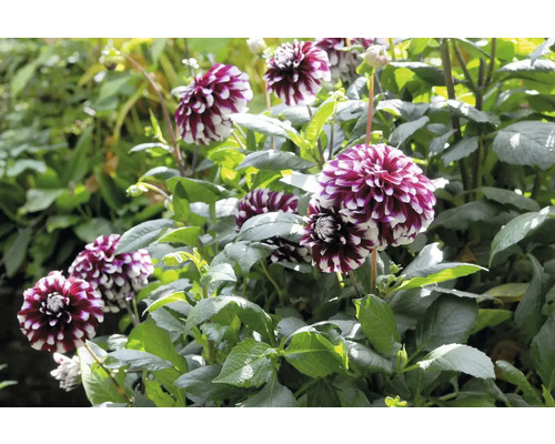 Närbild av en grupp dahlia blommor i en trädgårdsbädd