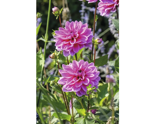 Närbild av rosa dahlia blommor i trädgården