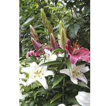 Närbild av liljeblommor och knoppar i trädgården