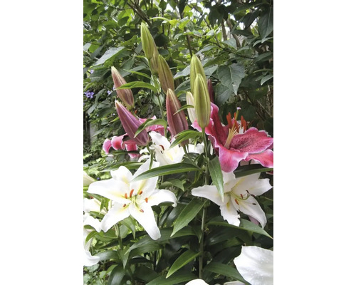 Närbild av liljeblommor och knoppar i trädgården