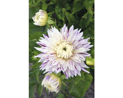 Närbild av en dahlia med randiga kronblad