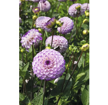 Närbild av lila dahliablommor i trädgården