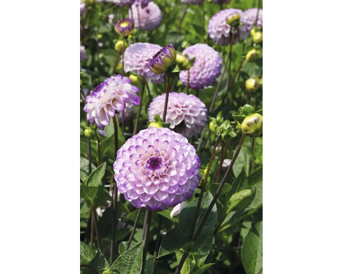 Närbild av lila dahliablommor i trädgården