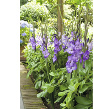 Grupp av blommande gladioler i en rabatt