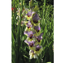 Blommande gladiolus i trädgården