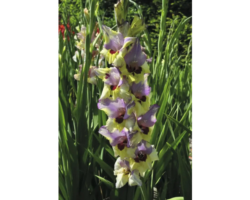 Blommande gladiolus i trädgården