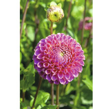 Närbild av en rosa dahlia i trädgården.