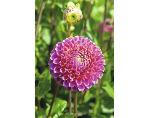Närbild av en rosa dahlia i trädgården.