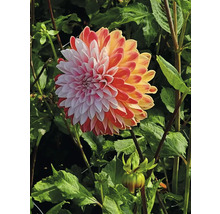 Närbild av en dahlia i trädgården