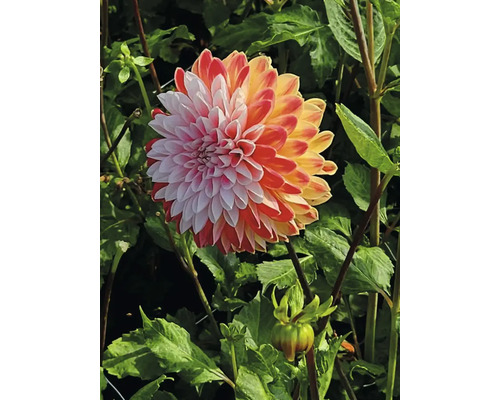 Närbild av en dahlia i trädgården