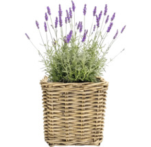 Lavendel i korgkruka