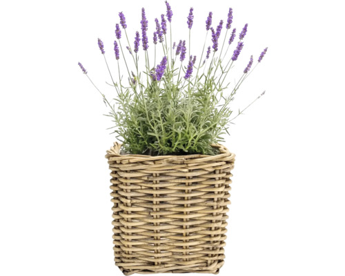Lavendel i korgkruka