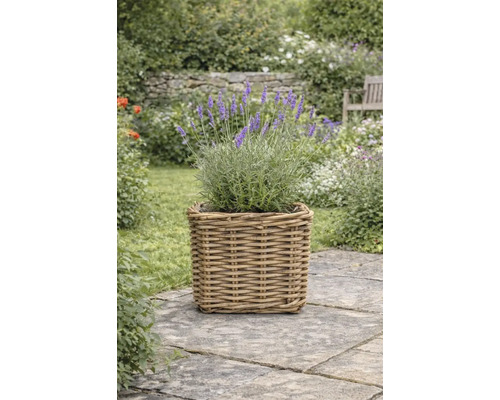 Lavendel i en fyrkantig rottingplanteringskärl på en stenterass i en trädgård.