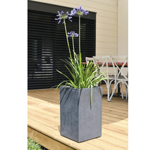 Afrikansk lilja i en grå, kubformad planteringskärl på en träterrass