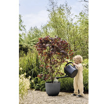 Barn vattnar lönnträd i planteringskärl med vattenkanna i trädgården.