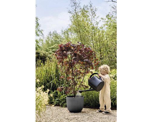 Barn vattnar lönnträd i planteringskärl med vattenkanna i trädgården.