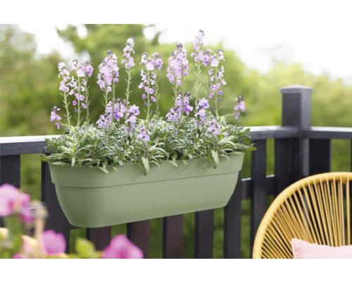 Blomlåda med lila blommor på balkongräcket