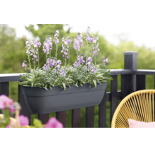 Balkonglåda med blommande blommor på räcket