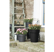 Blomsterarrangemang med rosor i planteringar av olika storlekar framför tegelvägg och stege.