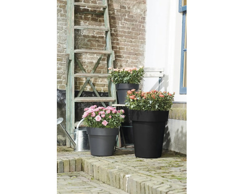 Blomsterarrangemang med rosor i planteringar av olika storlekar framför tegelvägg och stege.