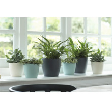 Olika krukväxter i krukor på en fönsterbräda.