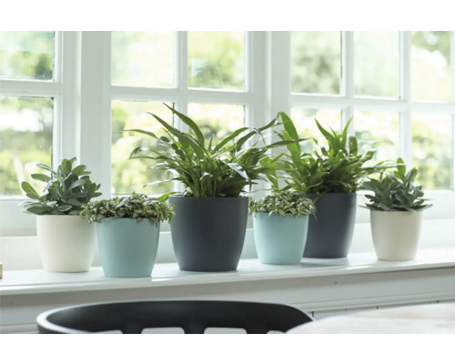 Olika krukväxter i krukor på en fönsterbräda.