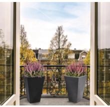 Två blomkrukor med ljung på en balkong.