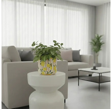 Ljus, vänlig vardagsrumsscen med växt i en kruka med citronmönster på ett sidobord.