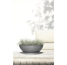 Grå planteringsskål från Ecopots med tillhörande fat på ett ljust träbord, planterad med en silvrig växt.