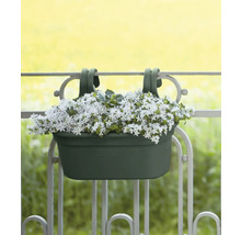 Balkonglåda med vitblommande växter hänger på ett balkongräcke.