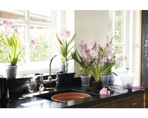 Ljust kök med fönster, diskho och flera orkidéer i kruka
