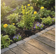 Trädgårdsrabatt med buxbom i kruka, gula och blå blommor bredvid trägång