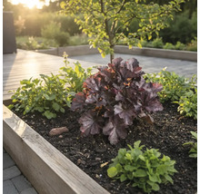 Blomsterbädd med alunrot och marktäckare i en trädgård