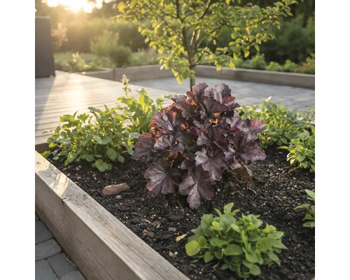 Blomsterbädd med alunrot och marktäckare i en trädgård