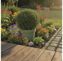 Trädgårdslandskap med krukväxt och färgglada blommor