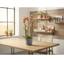 Orkidé i kruka på ett bord, med ett fönster och hyllor i bakgrunden