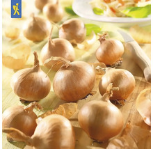 Lökar på ett träbord med en kniv och lökskal